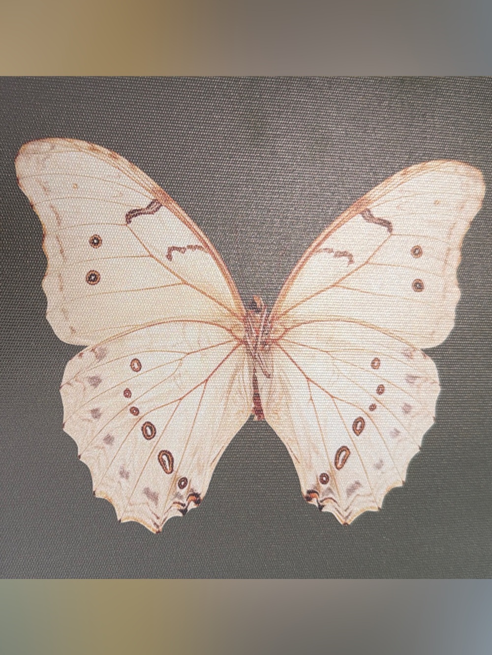 Vintage White Butterfly Canvas - Picture 6 of 6